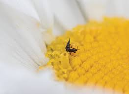 Attēlu rezultāti vaicājumam “Leucanthemum vulgare flower”