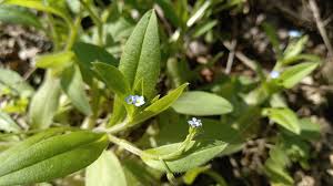Attēlu rezultāti vaicājumam “Myosotis sparsiflora flower”