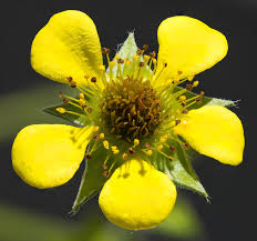 Attēlu rezultāti vaicājumam “Geum urbanum flower”