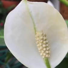 Attēlu rezultāti vaicājumam “Calla palustris flower”