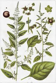 Attēlu rezultāti vaicājumam “Chenopodium polyspermum var. acutifolium flower”