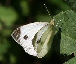 Attēlu rezultāti vaicājumam “Pieris napi male”