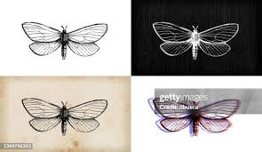 Attēlu rezultāti vaicājumam “Hepialus humuli”