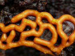 Attēlu rezultāti vaicājumam “Hemitrichia serpula macro”