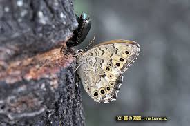 「憚木蝶左」の画像検索結果