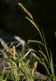 Attēlu rezultāti vaicājumam “Carex capillaris”