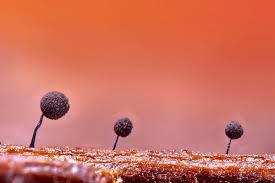 Attēlu rezultāti vaicājumam “Comatricha sp.”