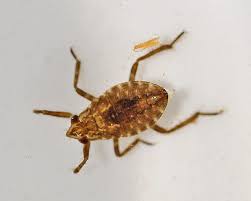 Attēlu rezultāti vaicājumam “Closterotomus biclavatus nymph”