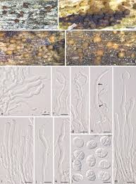 Attēlu rezultāti vaicājumam “Arcyria, Heterotrichia sp.”