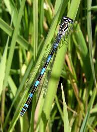 Attēlu rezultāti vaicājumam “Coenagrion pulchellum female”