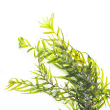 Attēlu rezultāti vaicājumam “Fissidens”