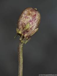 Attēlu rezultāti vaicājumam “Viola uliginosa bud”