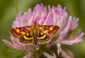 Attēlu rezultāti vaicājumam “Pyrausta purpuralis”