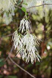 Attēlu rezultāti vaicājumam “Chionanthus virginicus flower”