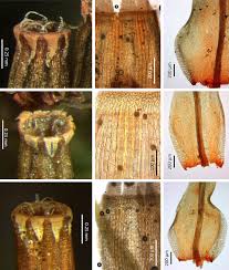 Attēlu rezultāti vaicājumam “Ulota crispa”