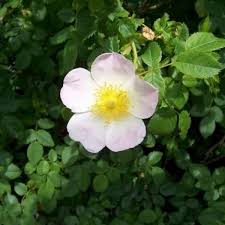Attēlu rezultāti vaicājumam “Rosa canina”
