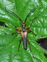 Attēlu rezultāti vaicājumam “Stenocorus meridianus”