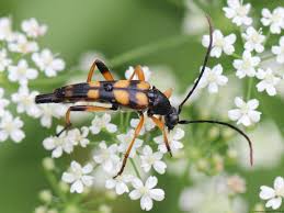 Attēlu rezultāti vaicājumam “Strangalia attenuata”