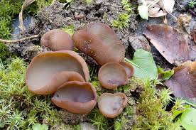 Attēlu rezultāti vaicājumam “Peziza badia”