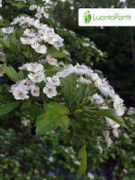 Attēlu rezultāti vaicājumam “Crataegus monogyna”