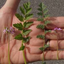 Attēlu rezultāti vaicājumam “Physarum flavidum stalked”