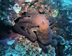 Image result for Octopus vulgaris