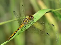 Attēlu rezultāti vaicājumam “Sympetrum danae”