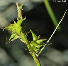 Attēlu rezultāti vaicājumam “Carex echinata”