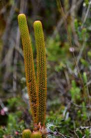 Attēlu rezultāti vaicājumam “Lycopodiaceae”