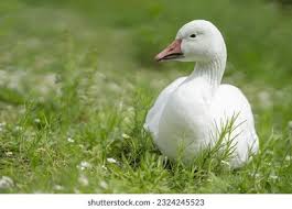 Image result for Anser caerulescens