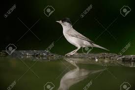 Attēlu rezultāti vaicājumam “Sylvia atricapilla male”