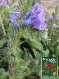 Attēlu rezultāti vaicājumam “Boraginaceae”