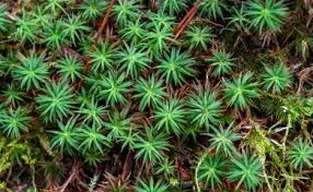 Attēlu rezultāti vaicājumam “Pogonatum urnigerum”