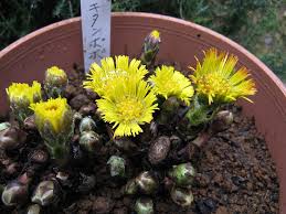 Attēlu rezultāti vaicājumam “Tussilago farfara fruit”