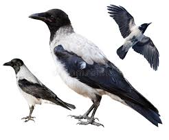 Attēlu rezultāti vaicājumam “Corvus cornix adult”