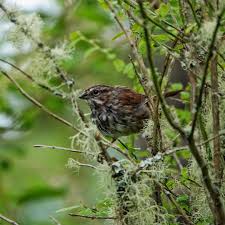 Image result for Melospiza melodia