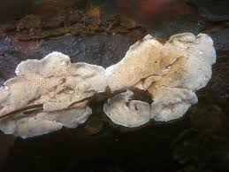 Attēlu rezultāti vaicājumam “Skeletocutis carneogrisea”