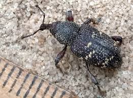 Attēlu rezultāti vaicājumam “Hylobius pinastri”