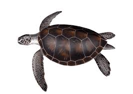 Image result for Chelonia mydas