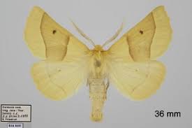 Attēlu rezultāti vaicājumam “Crocallis elinguaria imago”