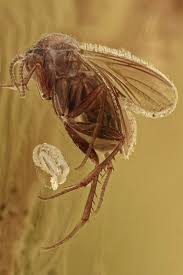 Attēlu rezultāti vaicājumam “Mycetophilidae”