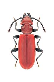 Attēlu rezultāti vaicājumam “Cucujidae”