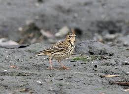 Image result for Anthus cervinus