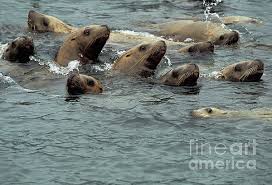 Image result for Eumetopias jubatus