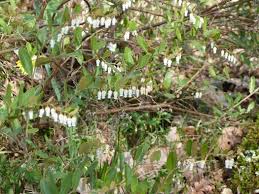 Attēlu rezultāti vaicājumam “Chamaedaphne calyculata flower”