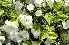 Attēlu rezultāti vaicājumam “Philadelphus lemoinei flower”