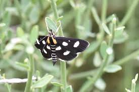 Attēlu rezultāti vaicājumam “Anania funebris”