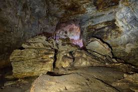 Attēlu rezultāti vaicājumam “Geocrypta galii”