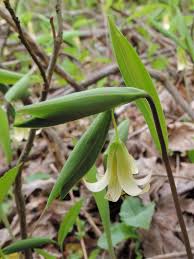 Attēlu rezultāti vaicājumam “Gulielmina vermicularis sessile”