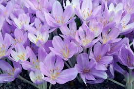 Image result for Herbstzeitlose